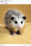 Opossum 212 FB