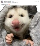 Opossum 213 FB