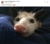 Opossum 216 FB