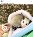 Opossum 218 FB