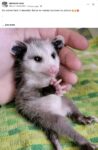 Opossum 224 FB