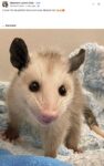 Opossum 230 FB