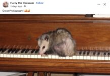 Opossum 234 FB