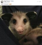 Opossum 235 FB