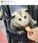 Opossum 236 FB