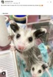 Opossum 237 FB