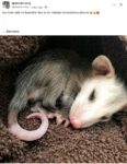 Opossum 245 FB