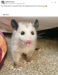 Opossum 246 FB