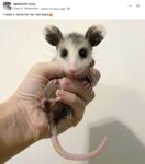 Opossum 249 FB