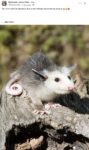 Opossum 251 FB