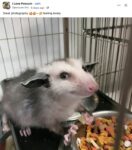 Opossum 252 FB