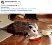 Opossum 253 FB