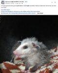 Opossum 257 FB