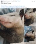 Opossum 259 FB