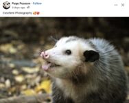 Opossum 263 FB