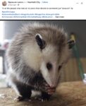 Opossum 265 FB