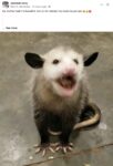 Opossum 331 FB