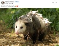 Opossums 103 FB