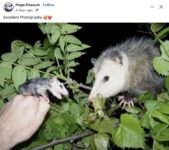 Opossums 104 FB