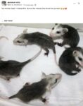 Opossums 106 FB