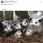 Opossums 107 FB