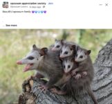 Opossums 69 FB