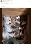 Opossums 70 FB