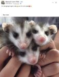 Opossums 72 FB