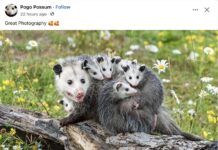 Opossums 74 FB