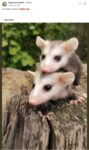 Opossums 75 FB