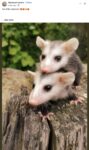 Opossums 76 FB