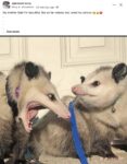 Opossums 77 FB