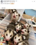 Opossums 78 FB