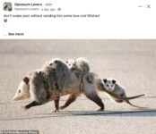 Opossums 80 FB