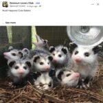 Opossums 82 FB