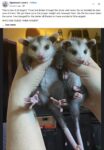 Opossums 85 FB