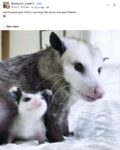 Opossums 87 FB