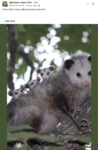 Opossums 88 FB