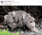 Opossums 89 FB