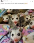 Opossums 91 FB