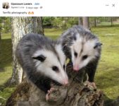 Opossums 92 FB