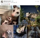 Opossums 93 FB