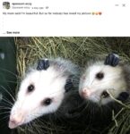 Opossums 94 FB