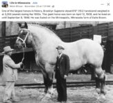 1935 ca. Minnerapolis, MN Giant horse FB