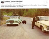 1960s ca. STUDEBAKER Lark at Yellow Stone National Park FB