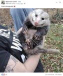 Opossum 230 FB