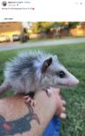 Opossum 266 FB