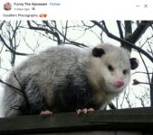 Opossum 267 FB