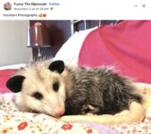 Opossum 270 FB