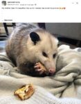 Opossum 271 FB